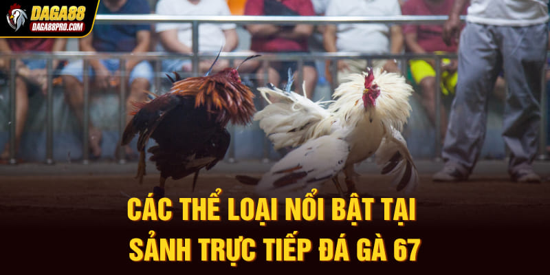 Các thể loại nổi bật tại sảnh trực tiếp đá gà 67