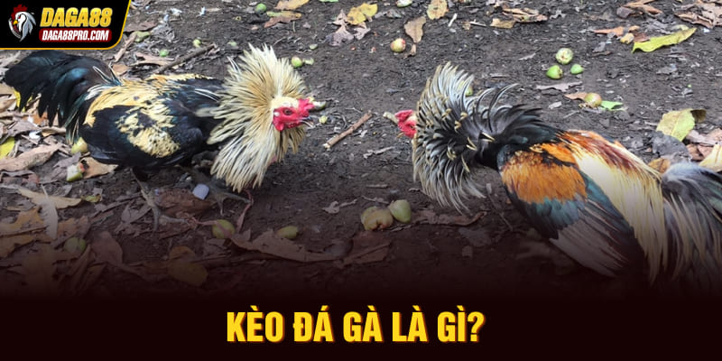 Kèo đá gà là gì?